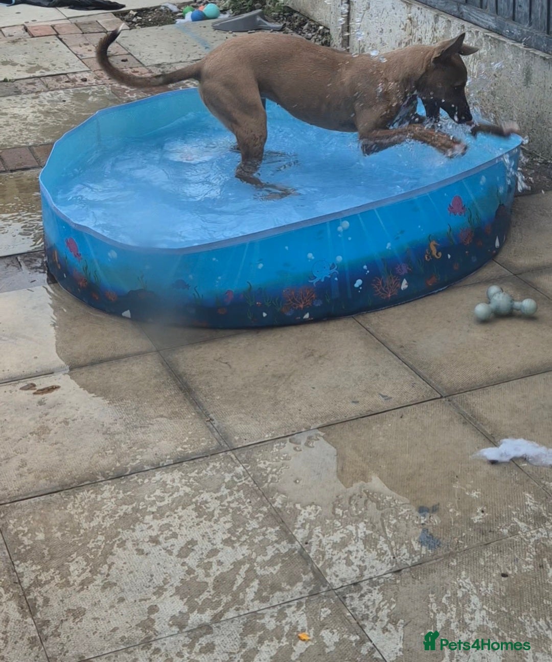 Mixed Breed dogs for sale: Belgian Malinois Kupa - Image 11
