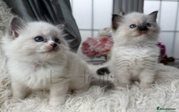 Ragdoll cats for sale: Only Two Kittens Available ready to go 🐾 - Image 10