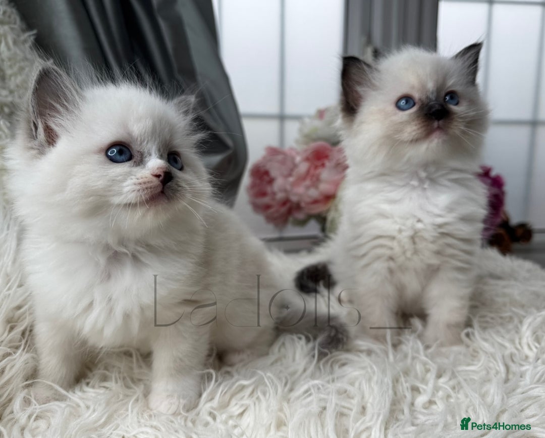 Ragdoll cats for sale: Only Two Kittens Available ready to go 🐾 - Image 10
