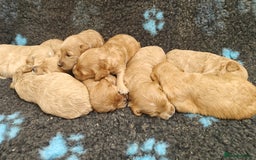 Goldendoodle dogs for sale: Miniature Goldendooles - Image 3