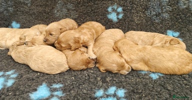 Goldendoodle dogs - Advert 13