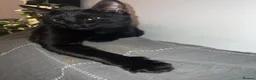 Mixed Breed cats for sale: Loving black cat called midnight ❤️ in London - Advert 9
