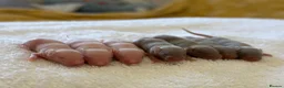 Mouse rodents for sale: Ethical Home Mousery Waiting List  - Advert 10