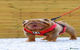 English Bulldog dogs for stud: !!REDUCED!! RYDER SON OF BENCHPRESS - STUD in Basildon - Image 2