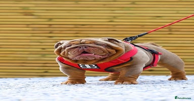 English Bulldog dogs in Basildon - Advert 3