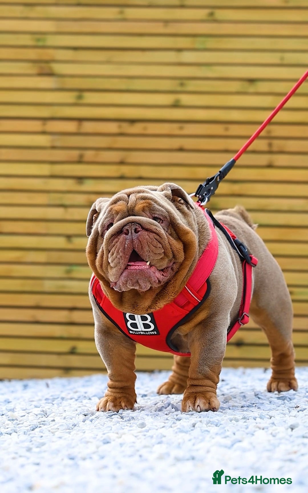 English Bulldog dogs for stud: !!REDUCED!! RYDER SON OF BENCHPRESS - STUD in Basildon - Image 2