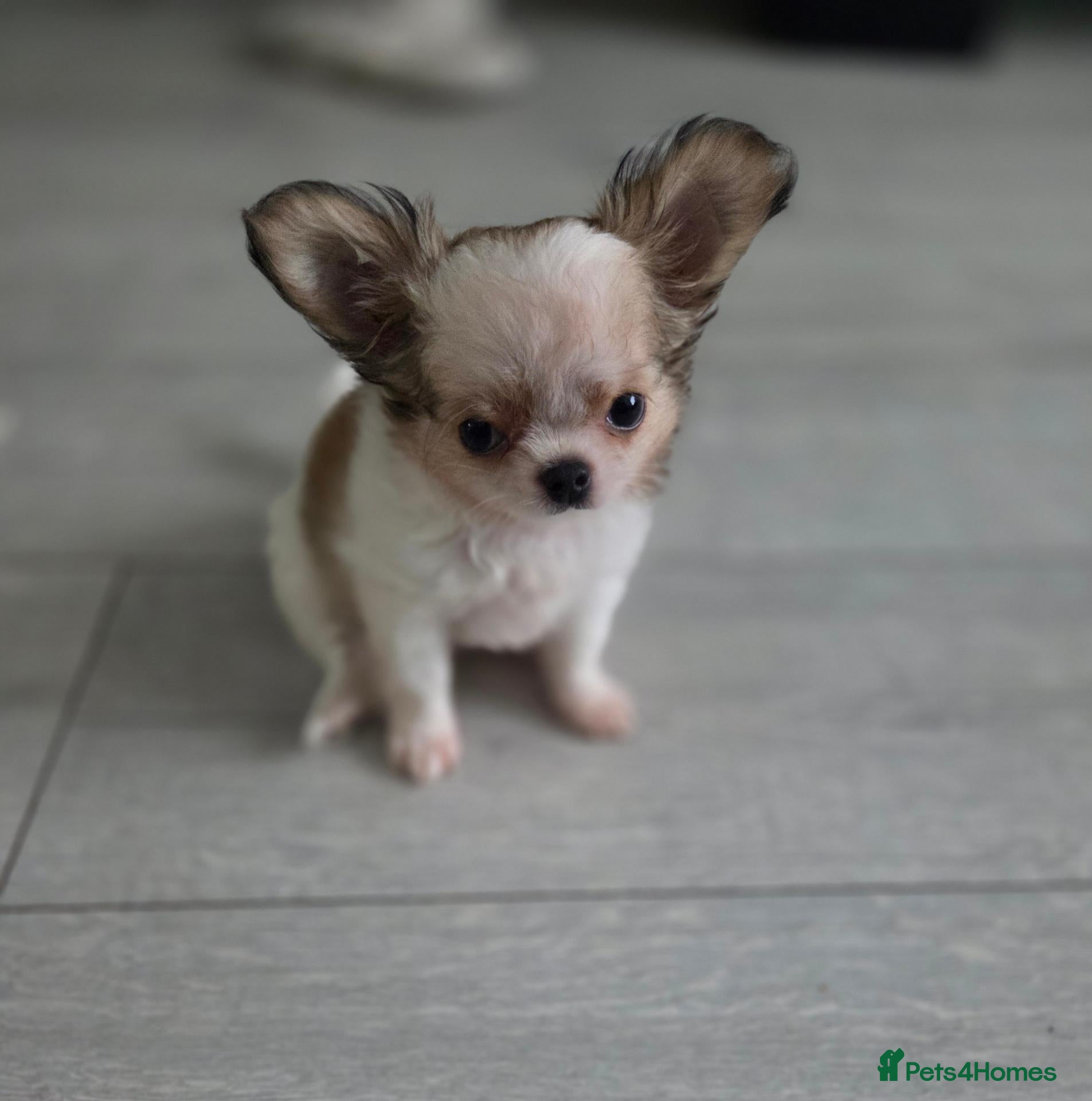 Chihuahua dogs Kcreg long coat boy - Advert 1