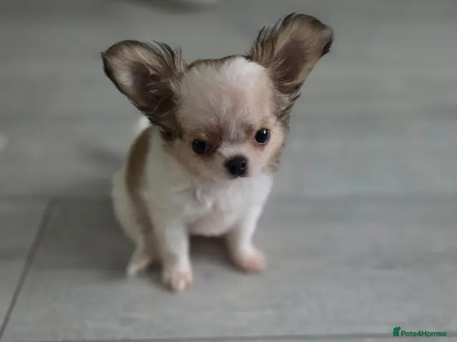 Chihuahua dogs for sale: SOLD - Advert 2