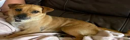 Jack Chi dogs for sale: Jack Russell/Chihuahua - Advert 6