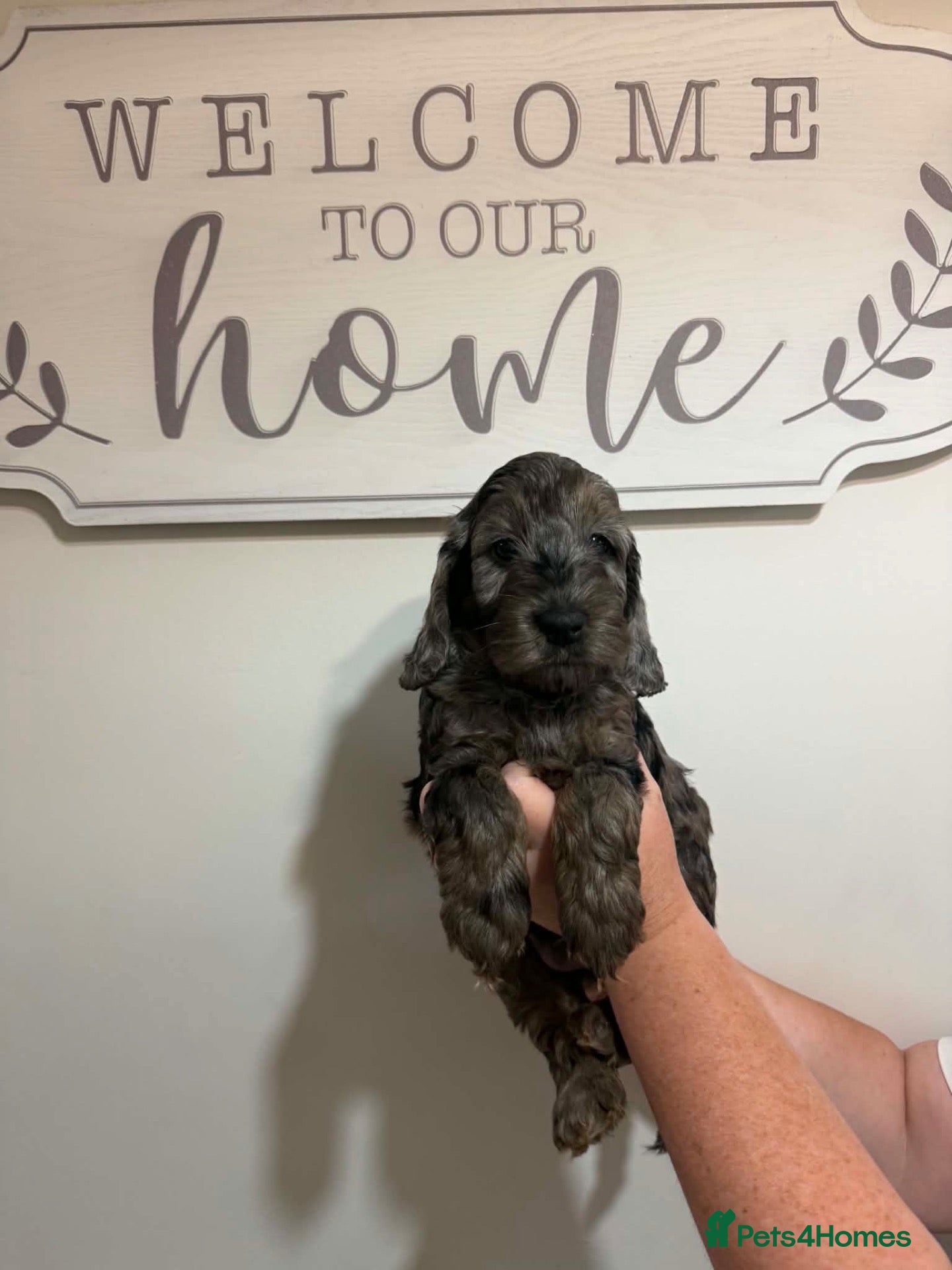 Cockapoo dogs Last Beautiful f1 cockapoo puppies - Advert 1
