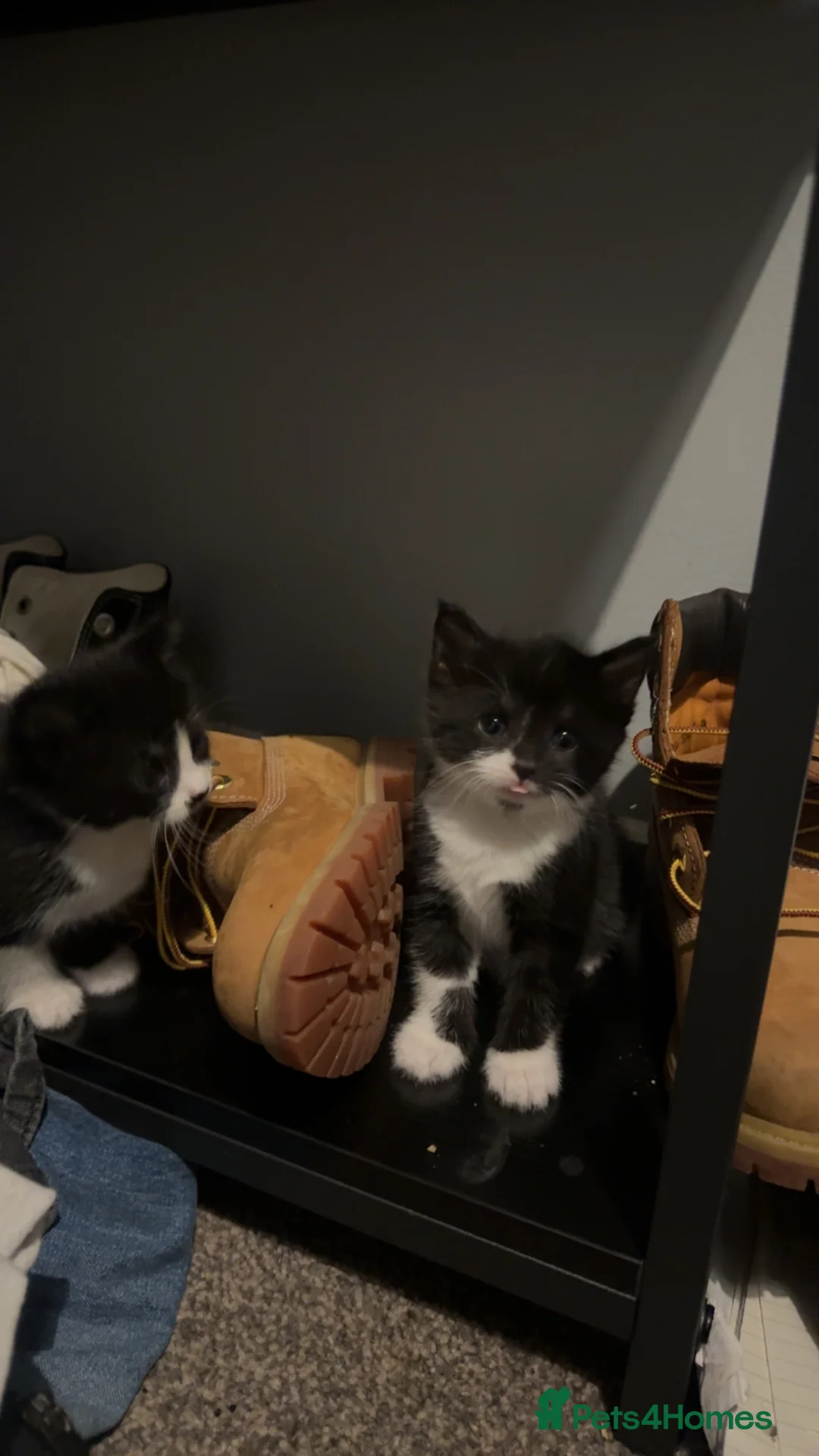 Mixed Breed cats for sale: black and white kittens.  in Tamworth - Advert 7