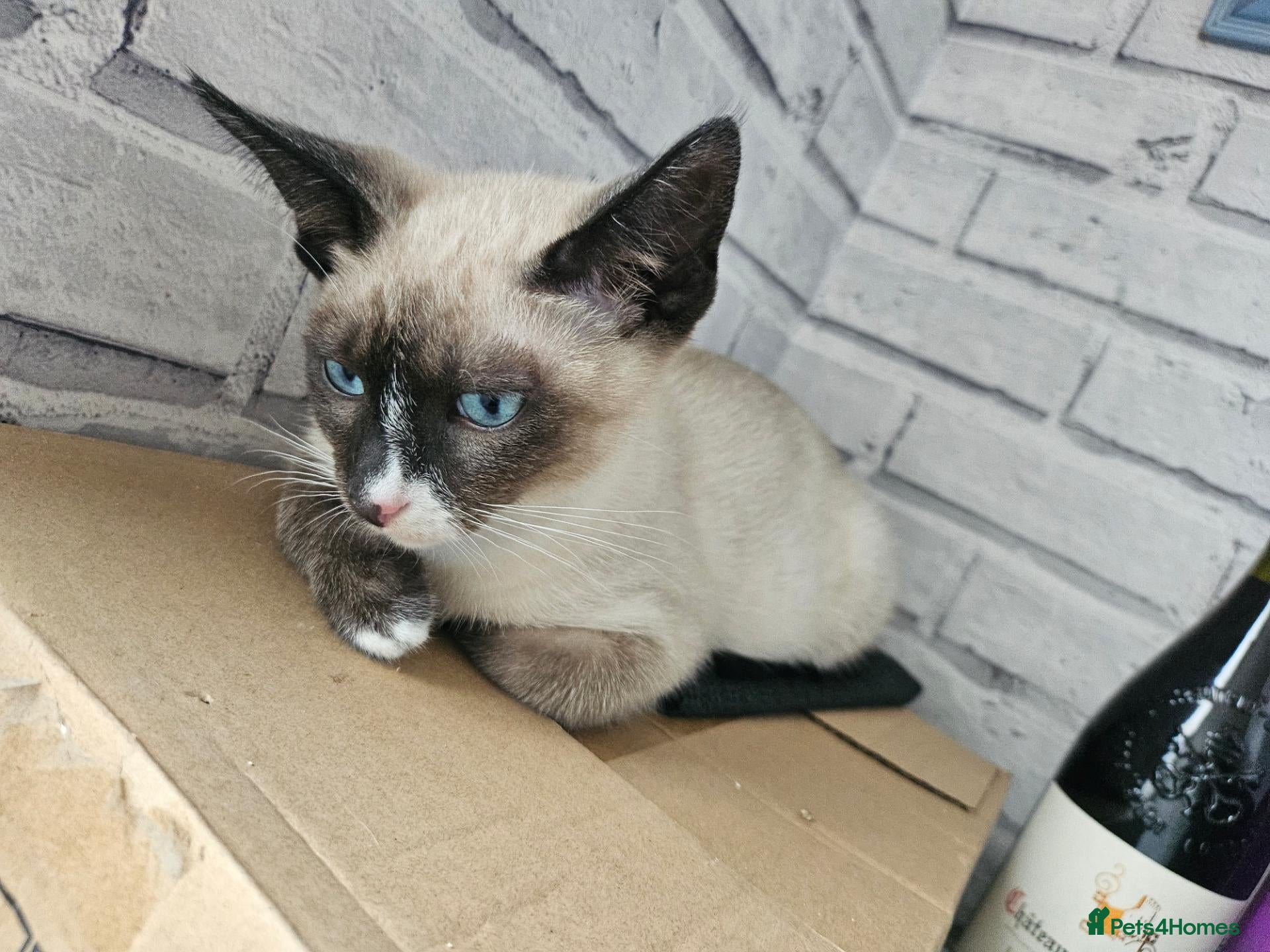 Snowshoe cats for sale: Rare pedigree snowshoe kittens - Advert 2