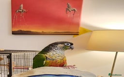 Conures birds for sale: 2 Lovely Green cheek conures for sale - Image 8