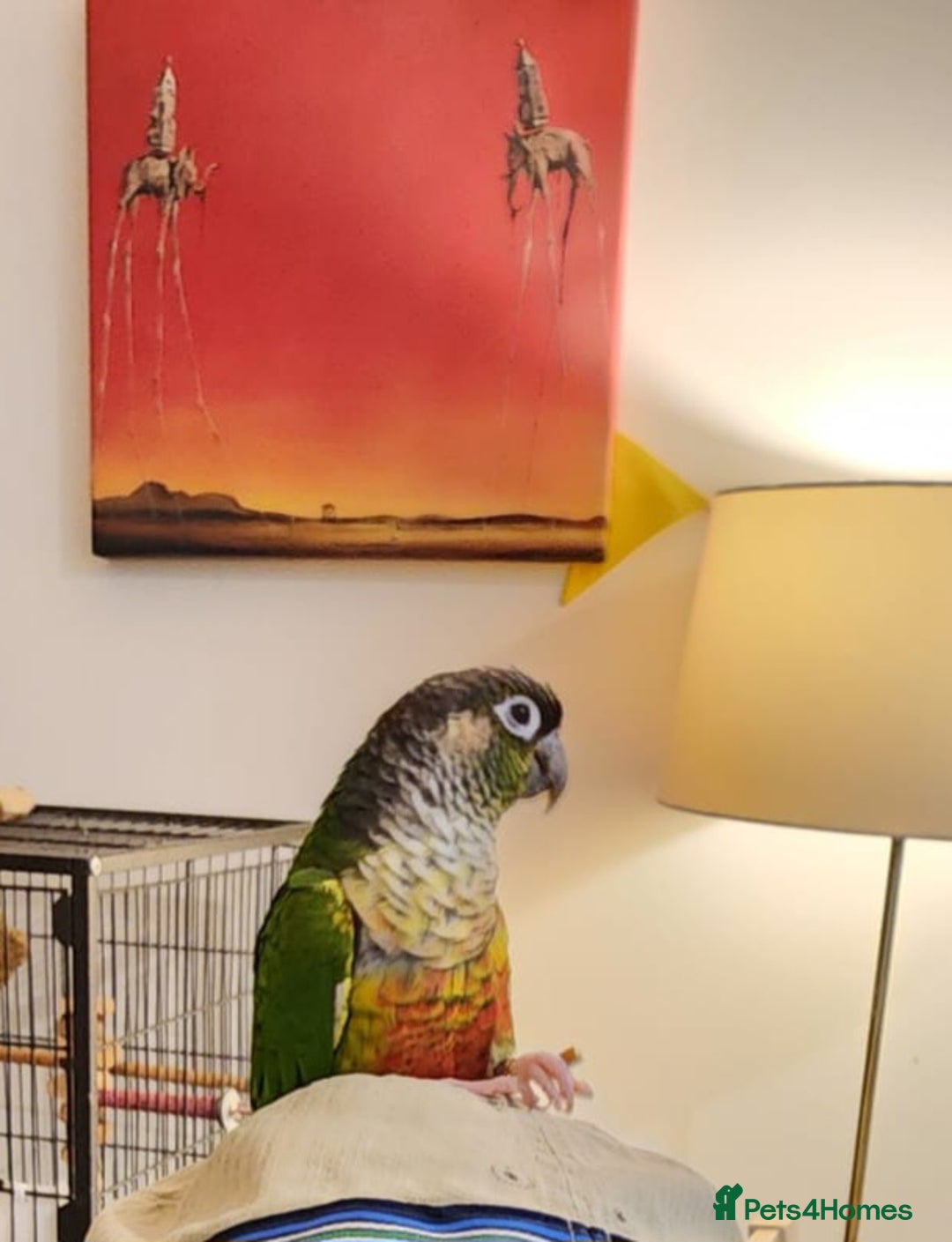Conures birds for sale: 2 Lovely Green cheek conures for sale - Image 8