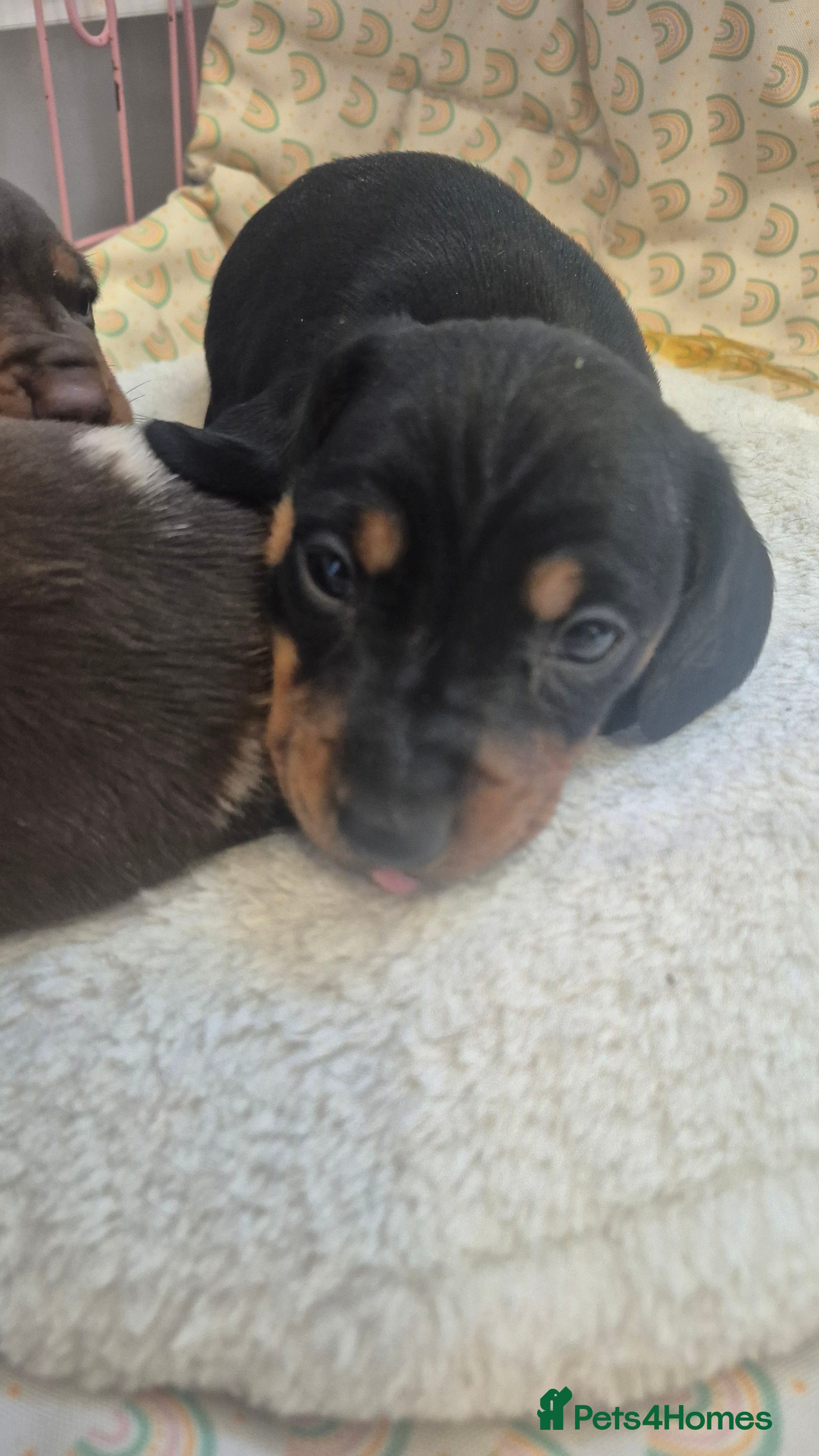 Dachshund dogs Tom dicky and harriet - Advert 6