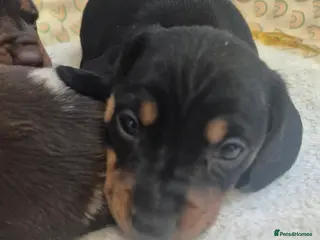 Dachshund dogs Tom dicky and harriet - Advert 15