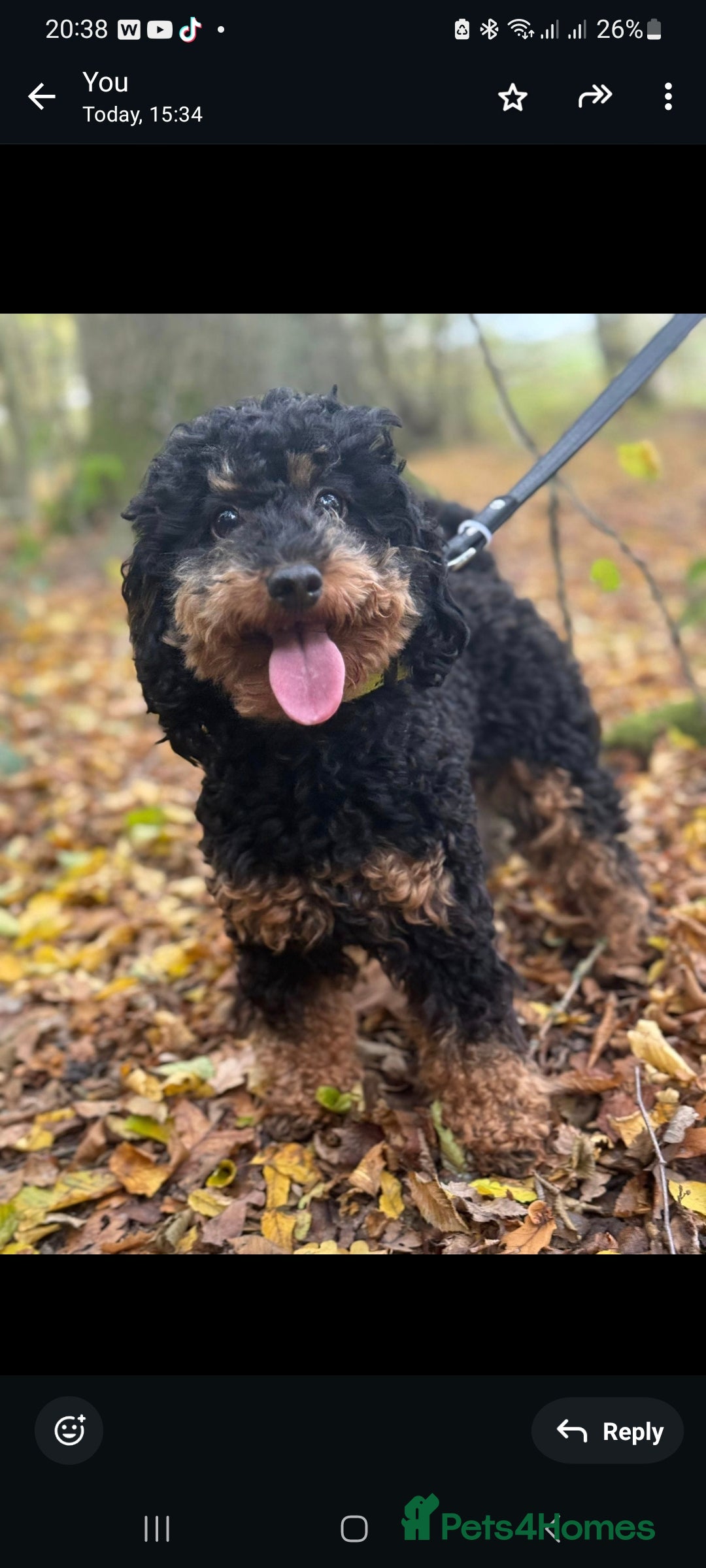 Toy Poodle dogs for sale: Beautiful Red & Phantom Toy Poodle's! KCregistered - Advert 25