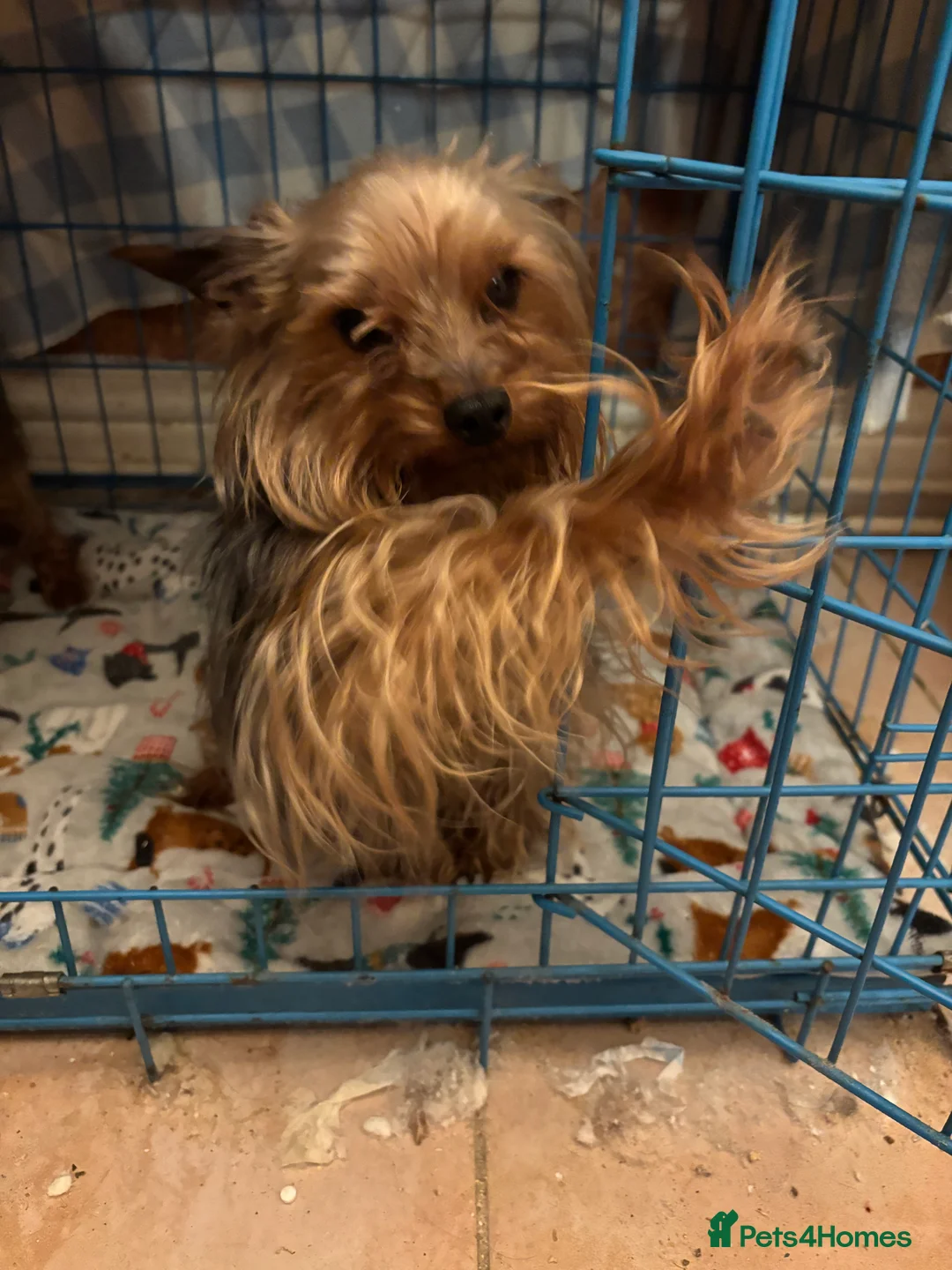 Yorkshire Terrier dogs for sale: Miniature male Yorkshire terrier (junior)  - Advert 2