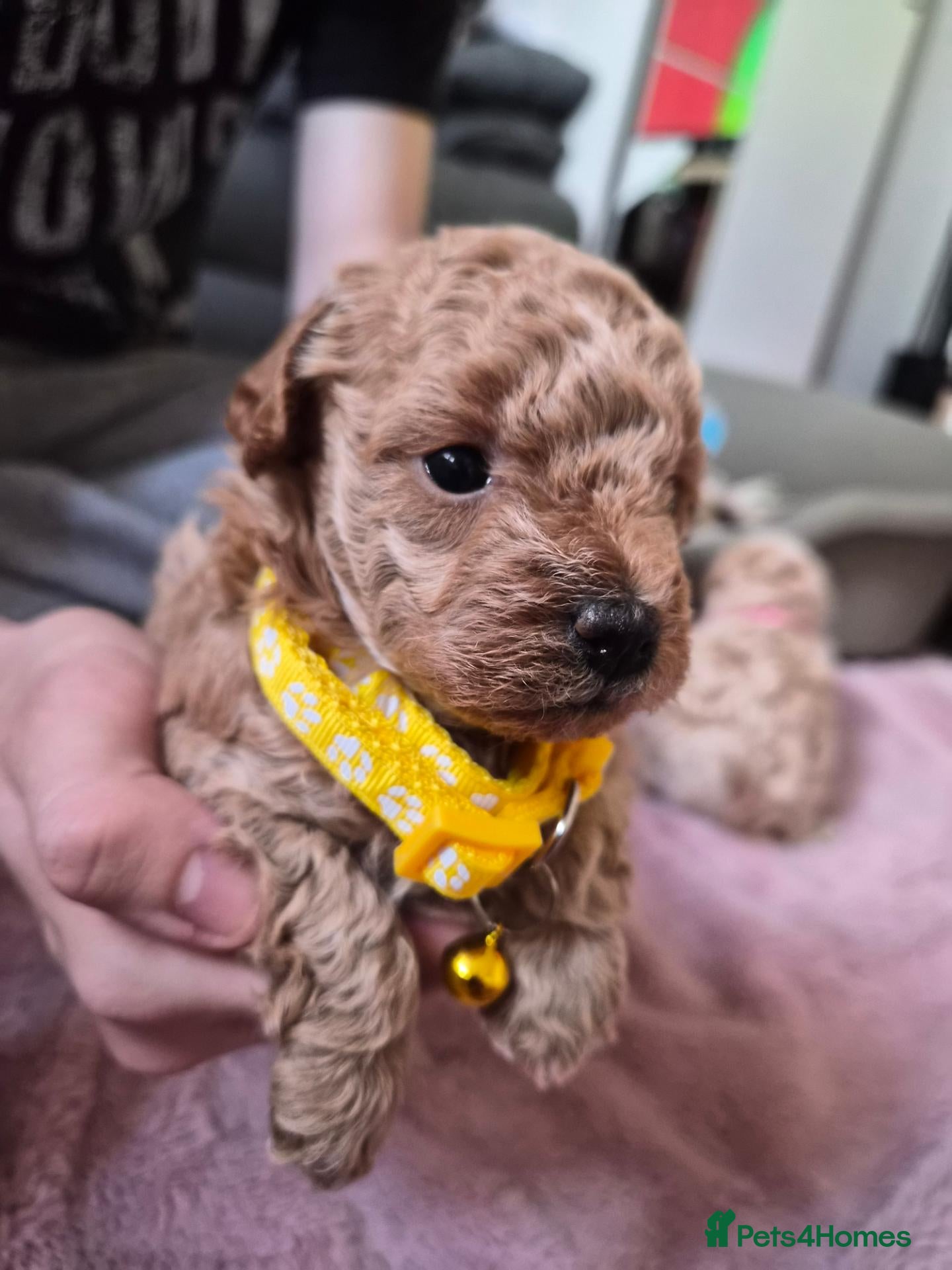 Maltipoo dogs 2 girls. Toy maltipoo f1b - Advert 2