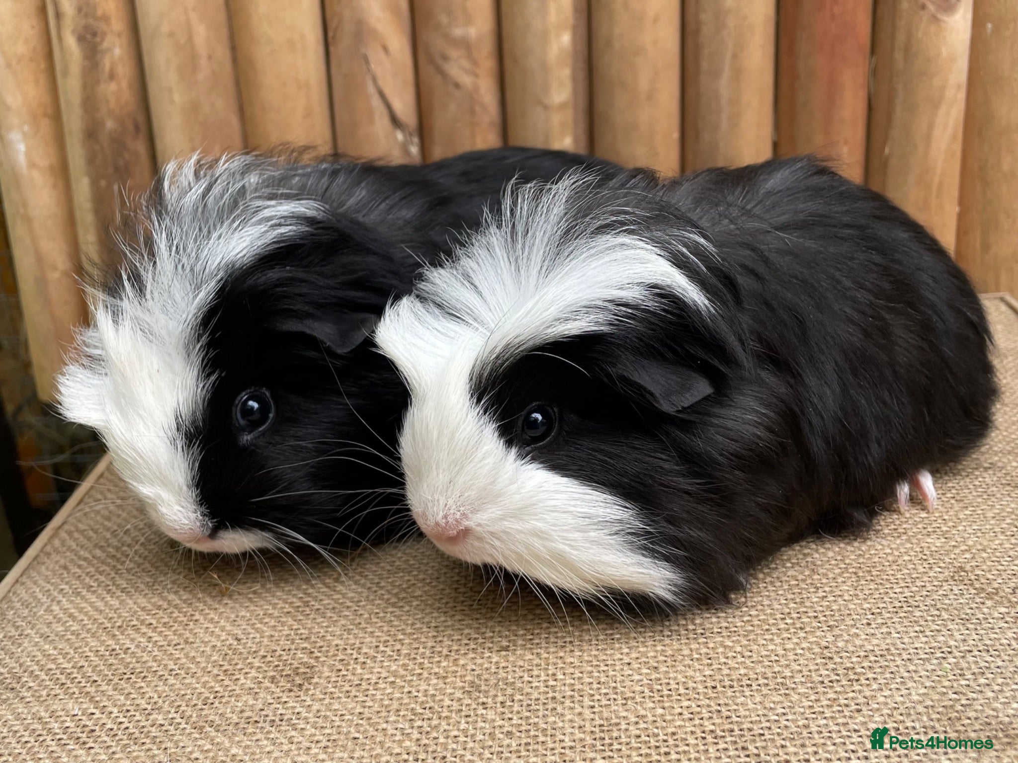 Guinea Pig rodents Baby brothers  - Advert 6