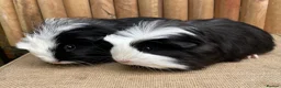 Guinea Pig rodents for sale: Baby brothers  - Advert 1