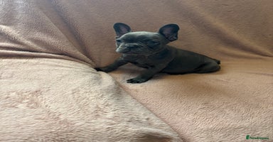 French Bulldog dogs - Advert 6