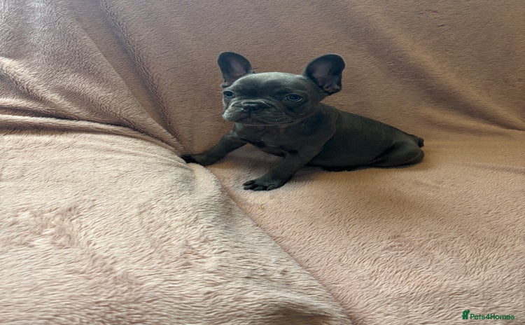 French Bulldog dogs - Advert 4