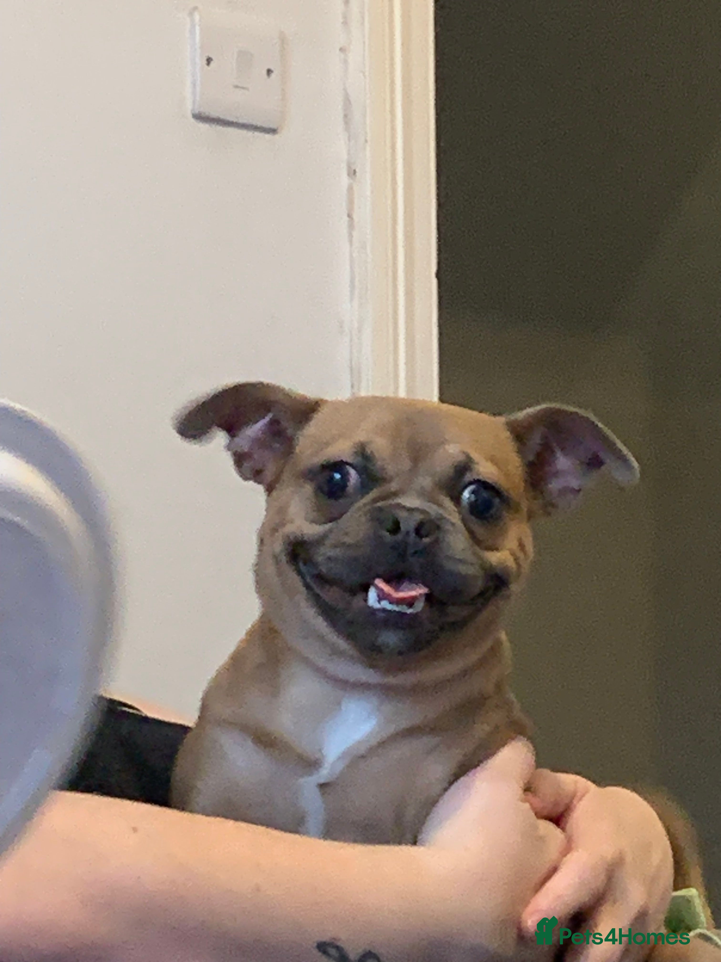 Chug dogs Beautiful chug for rehome - Advert 15