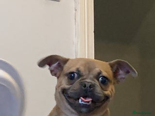 Chug dogs Beautiful chug for rehome - Advert 3