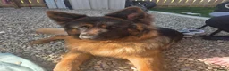 German Longhaired Pointer dogs for stud: 2 years old German Shepherd  - Advert 5