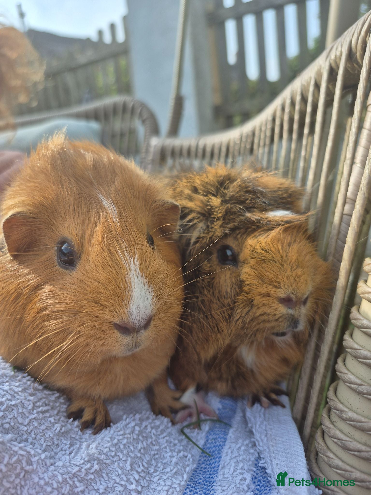 Guinea Pig rodents 2 female bonded guinea pigs - Advert 11