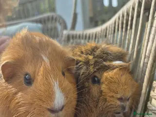 Guinea Pig rodents 2 female bonded guinea pigs - Advert 11