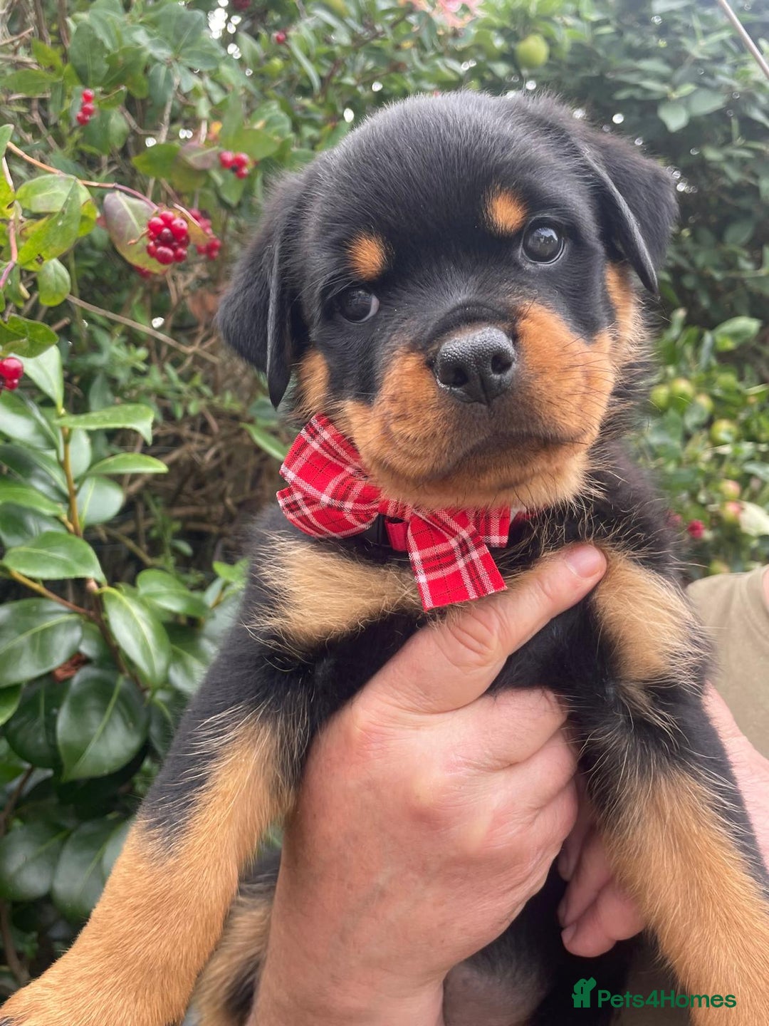 Rottweiler dogs for sale: Falconsnest blood line in Blackpool - Image 21