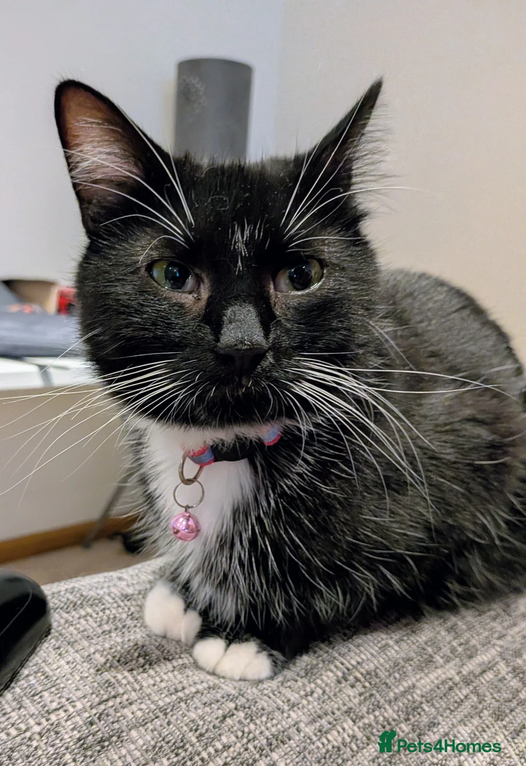 Domestic Shorthair cats for sale: Beautiful Bonded Kittens– Priced as Pairs Only 🐾  - Advert 12