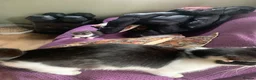 Maine Coon cats for sale: Beautiful black smoke male  - Advert 3
