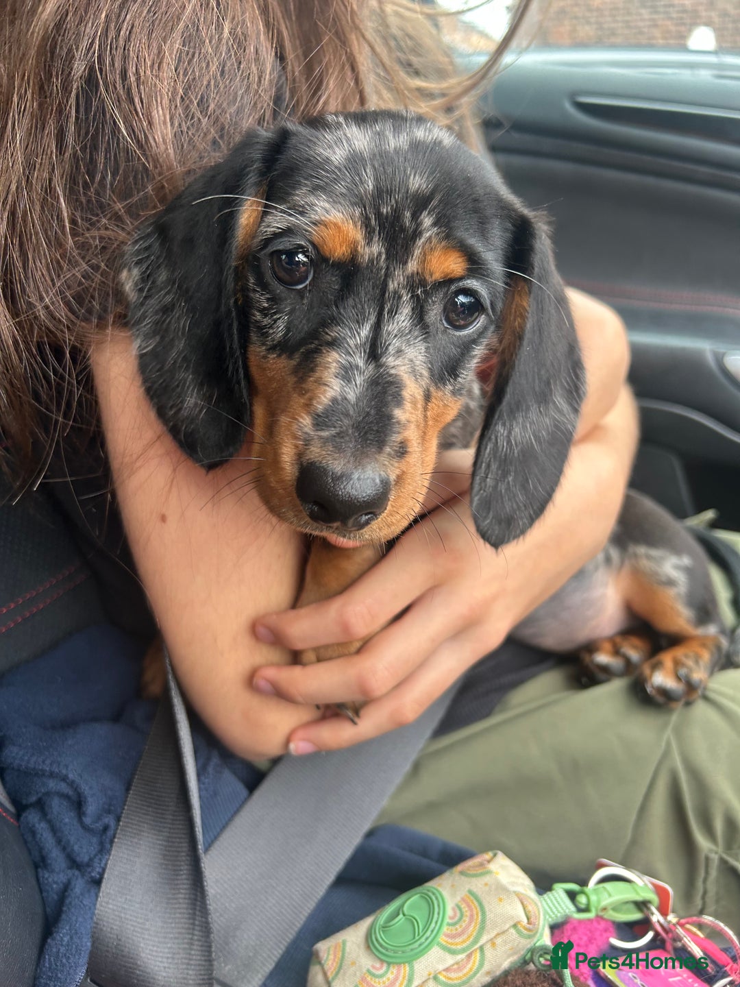 Miniature Dachshund dogs for sale: Lovely 6 month old girl for sale  - Advert 1