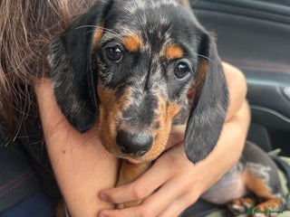 Miniature Dachshund dogs Lovely 6 month old girl for sale - Advert 1