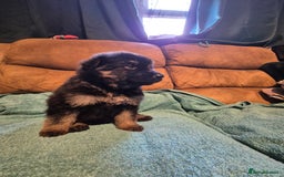 German Shepherd dogs for sale: KC German Shepherd Puppies Blue, White & Black/Tan - Image 37