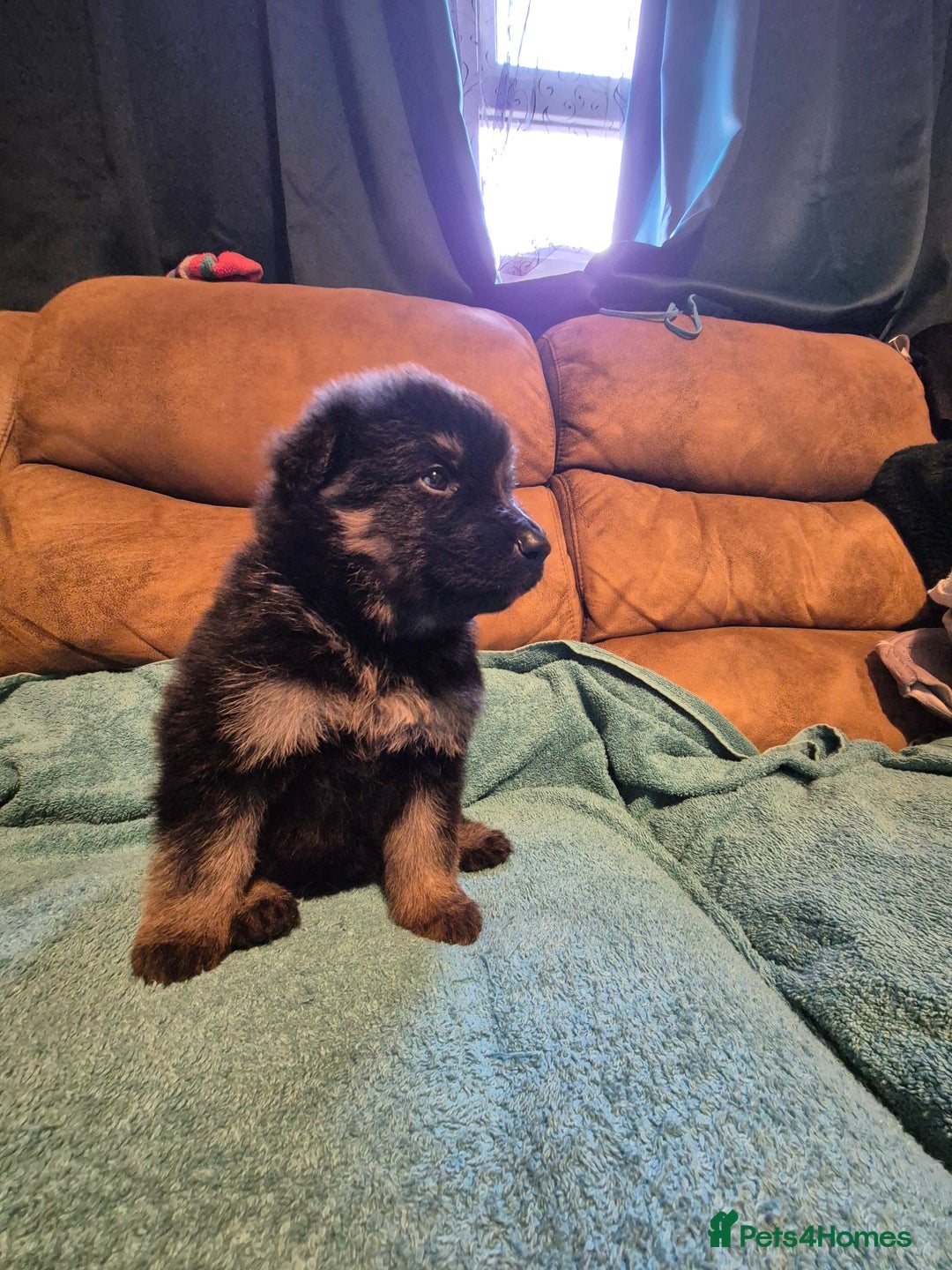 German Shepherd dogs for sale: KC German Shepherd Puppies Blue, White & Black/Tan - Image 37