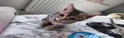 Bengal cats for sale: Pure Bengal kittens for sale - Advert 24