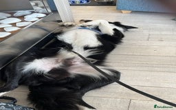 Border Collie dogs for sale: Border collie for sale - Image 5