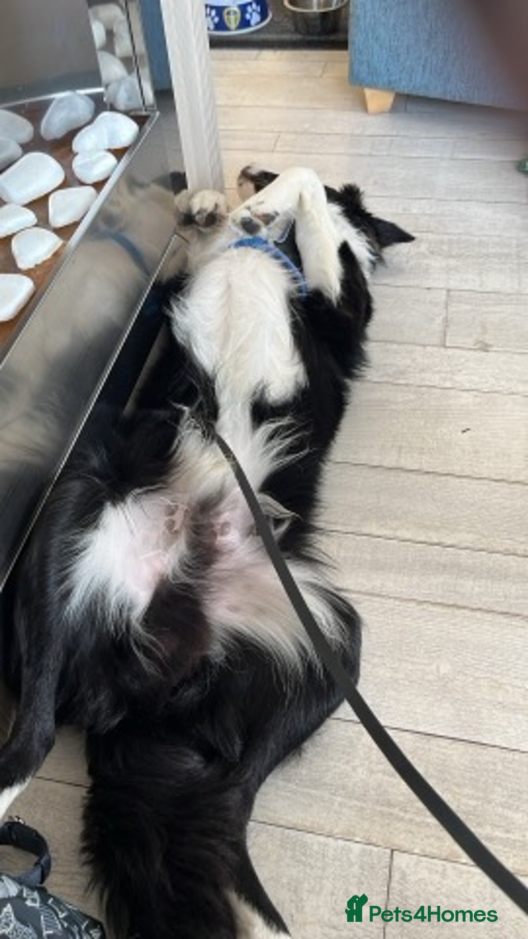 Border Collie dogs for sale: Border collie for sale - Image 5
