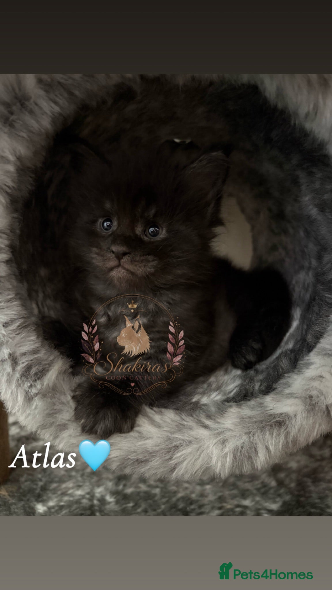 Maine Coon cats Beautiful Maine Coon kittens - Advert 1