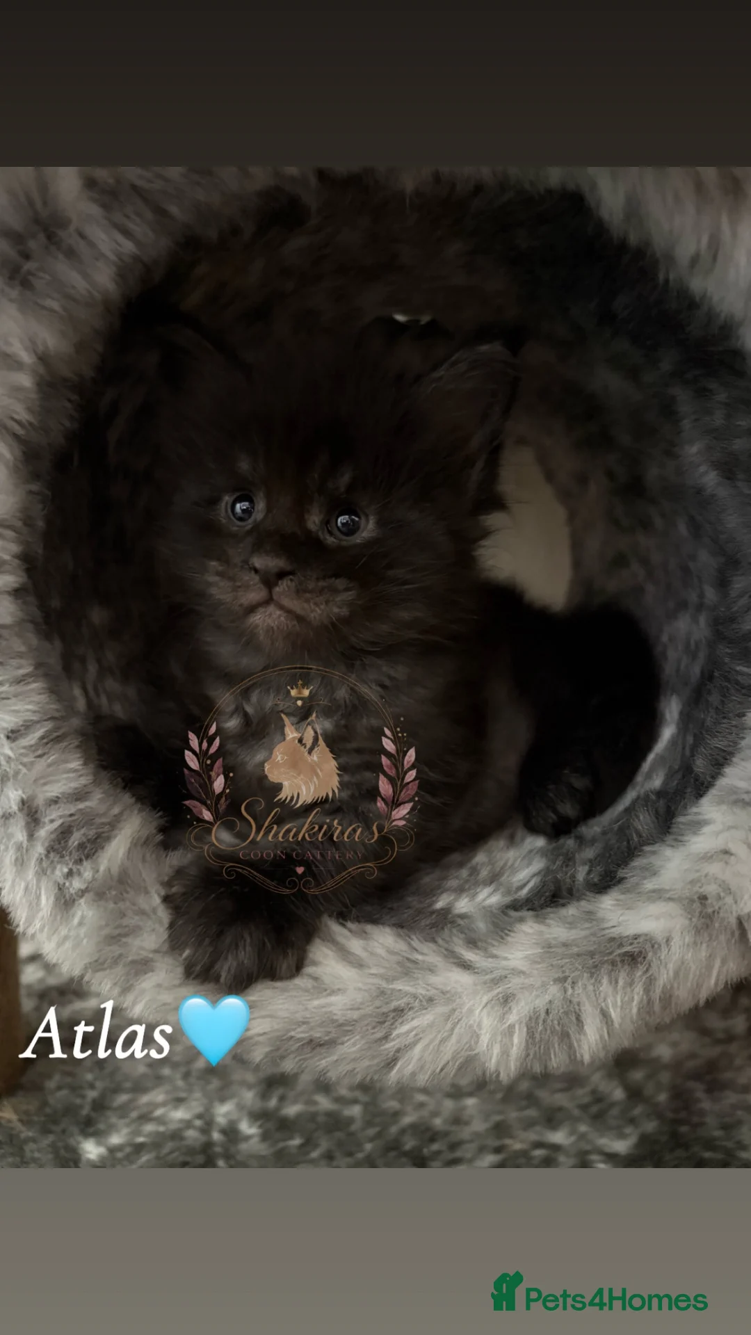 Maine Coon cats for sale: Beautiful Maine Coon kittens - Advert 1