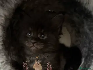 Maine Coon cats Beautiful Maine Coon kittens - Advert 1