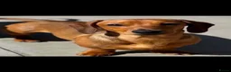 Miniature Dachshund dogs for sale: Miniature dachshund puppies - Advert 2