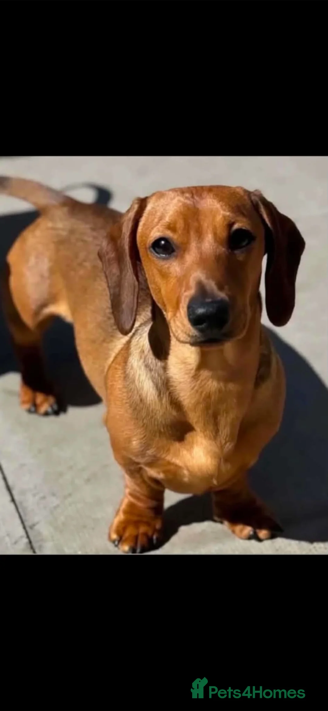 Miniature Dachshund dogs for sale: Miniature dachshund puppies - Advert 2