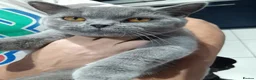 British Shorthair cats for sale: British shorthair £500 - Advert 6