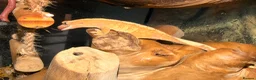 Gecko reptiles for sale: Young Crested gecko and full set up - Advert 2