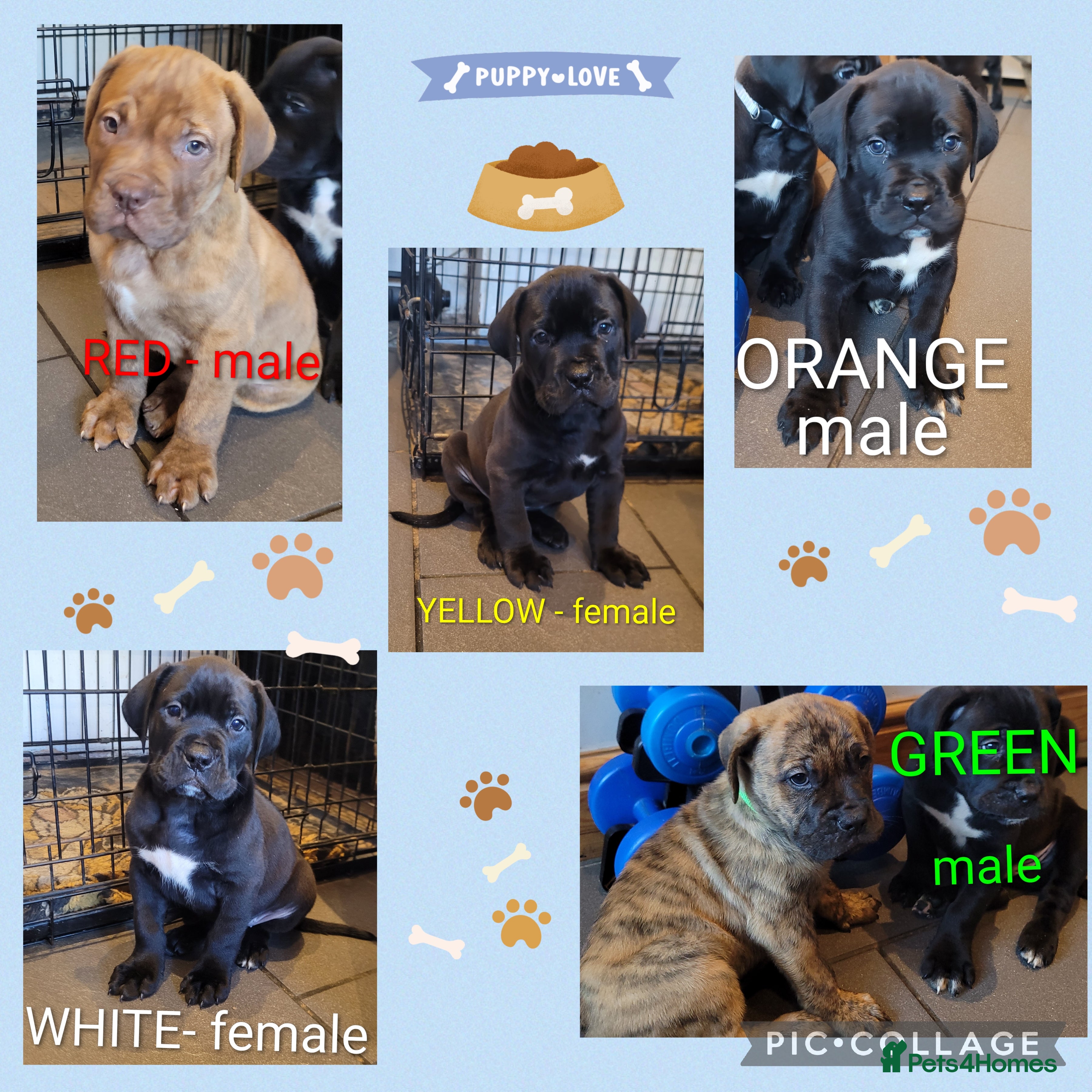 Mixed Breed dogs  READY Monday 22nd - Advert 2
